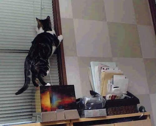 开拓者强势击溃火箭，切特·霍姆格伦闪耀成关键先生