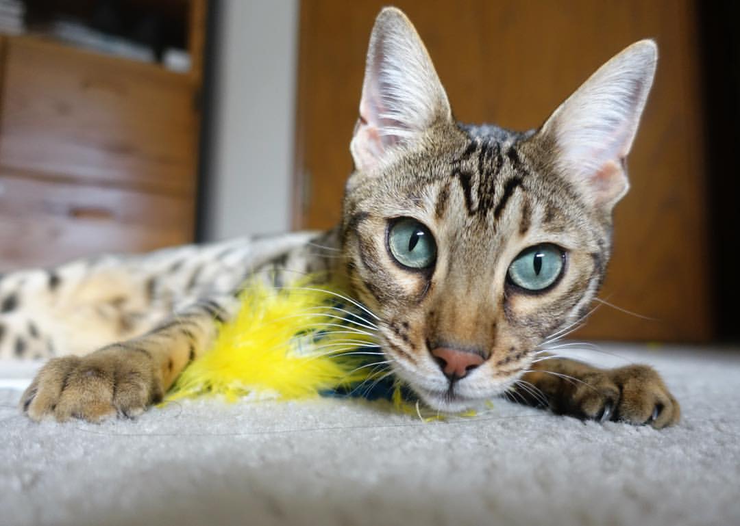 乌克兰强行终结尤文，京多安成为关键先生—足球赛场上的决定性时刻