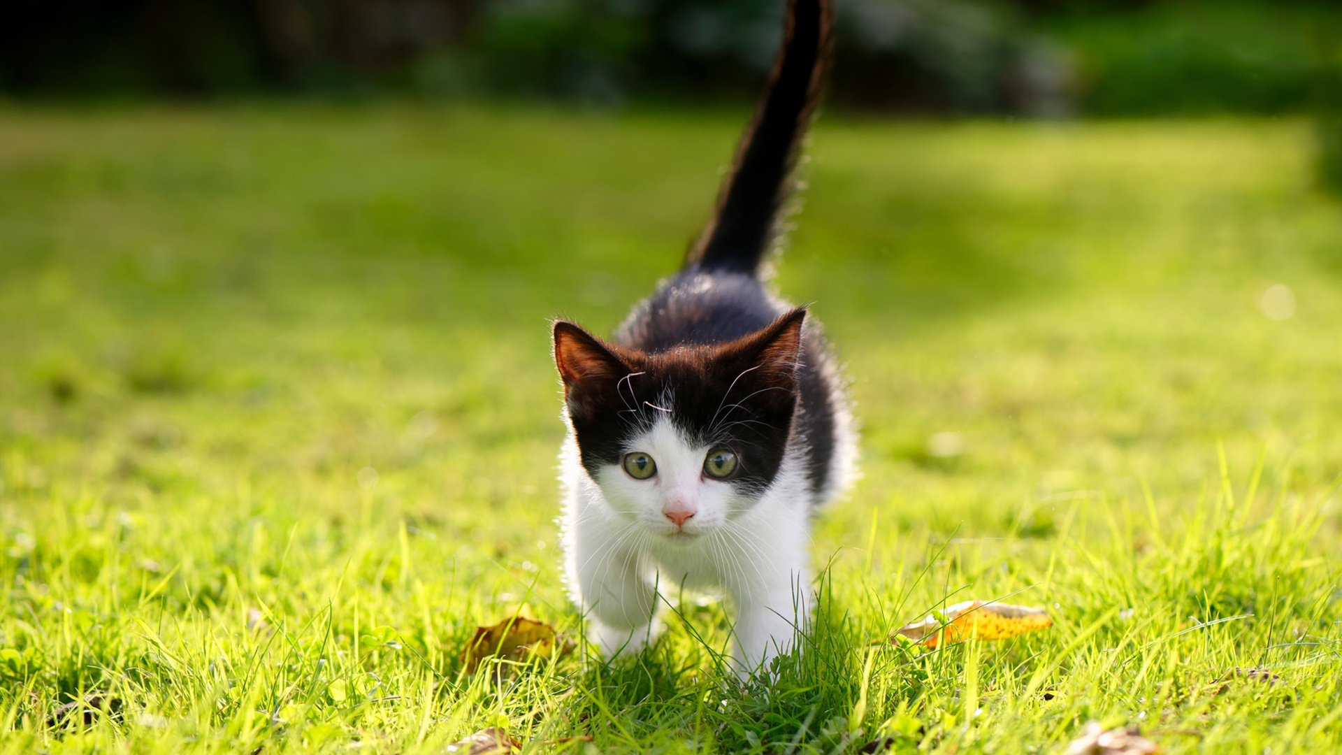 从马赛的黎明到世界之巅，罗德里如何以一场胜利为序章，在2026世界杯接管比赛