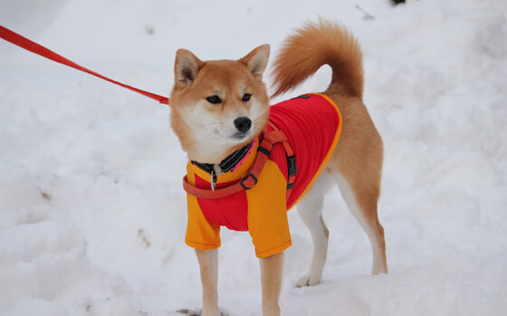 身畔丹麦魂，足踏黄黑阵，卡马文加的维京风暴与战术革命