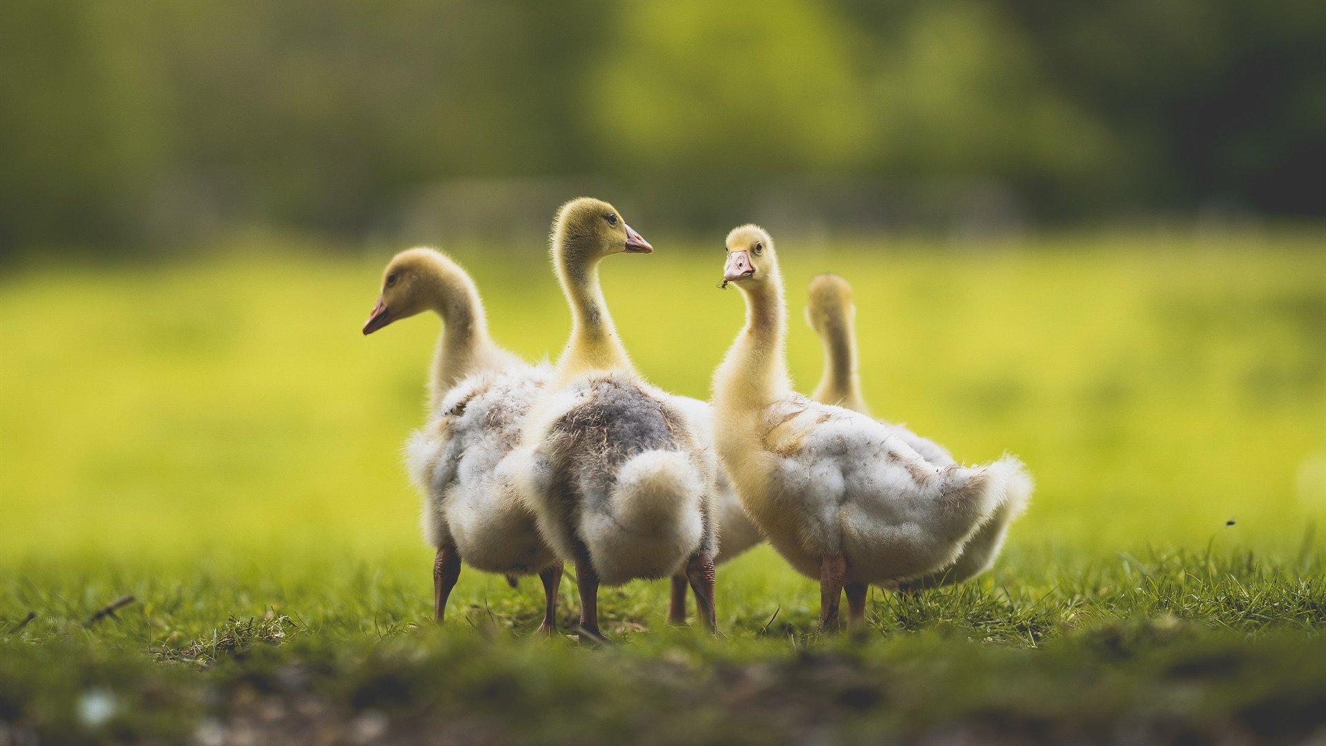 开云体育官方网站-魔术主场力克独行侠，东契奇硬仗之王风采依旧