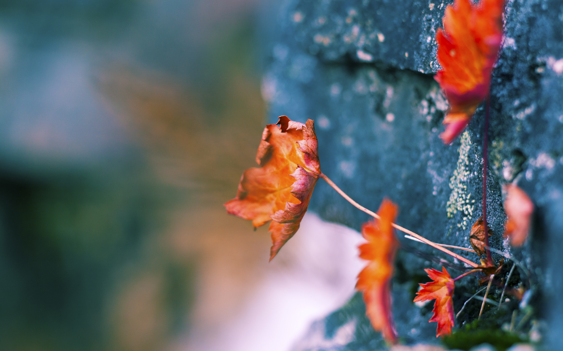 德罗赞统治全场，北京队火力压制鹈鹕，一场跨联盟的战术盛宴