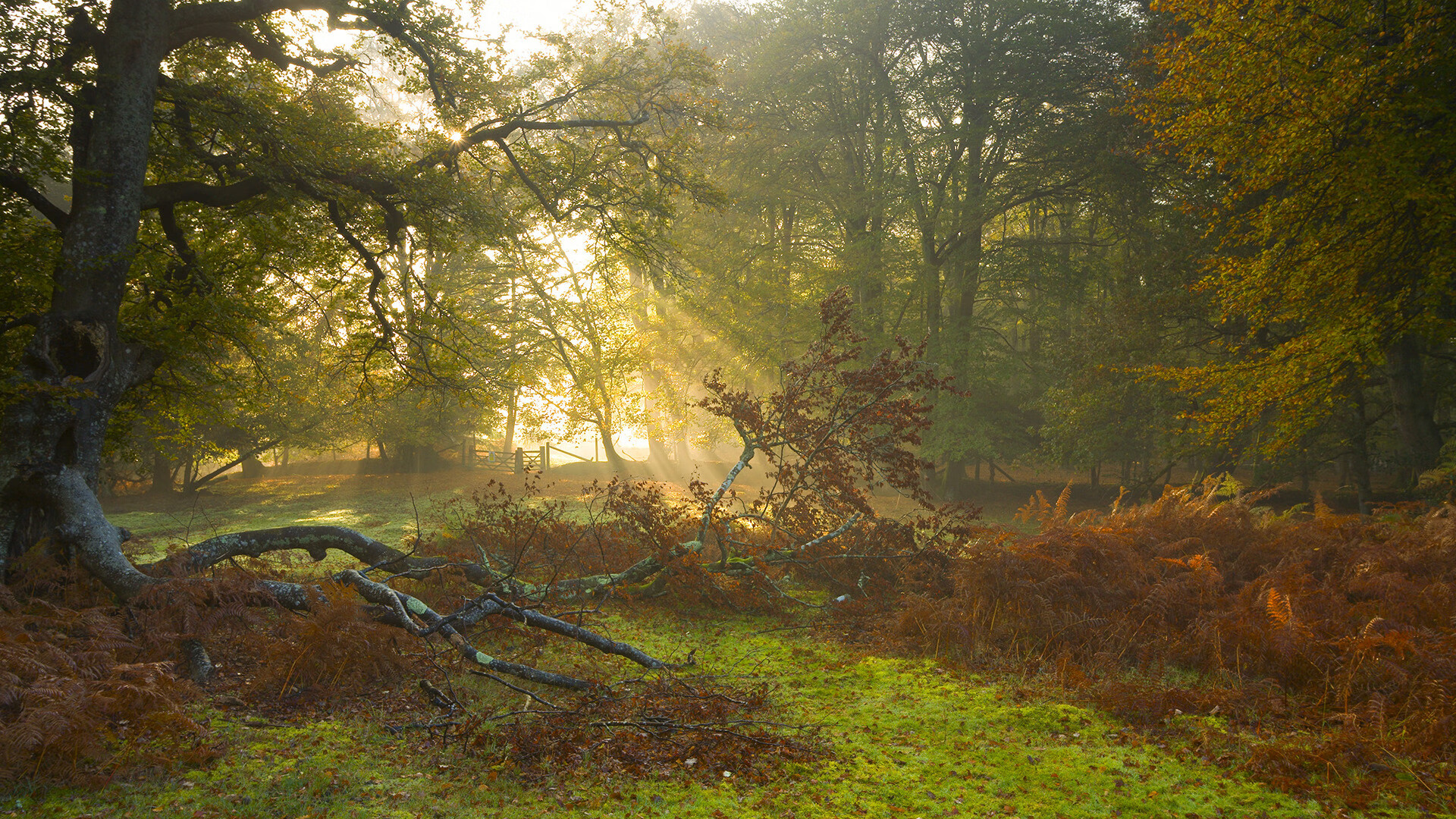 开云体育平台APP-墨黑赛道与橙色火焰，当西亚卡姆一手掌控夜的狂想