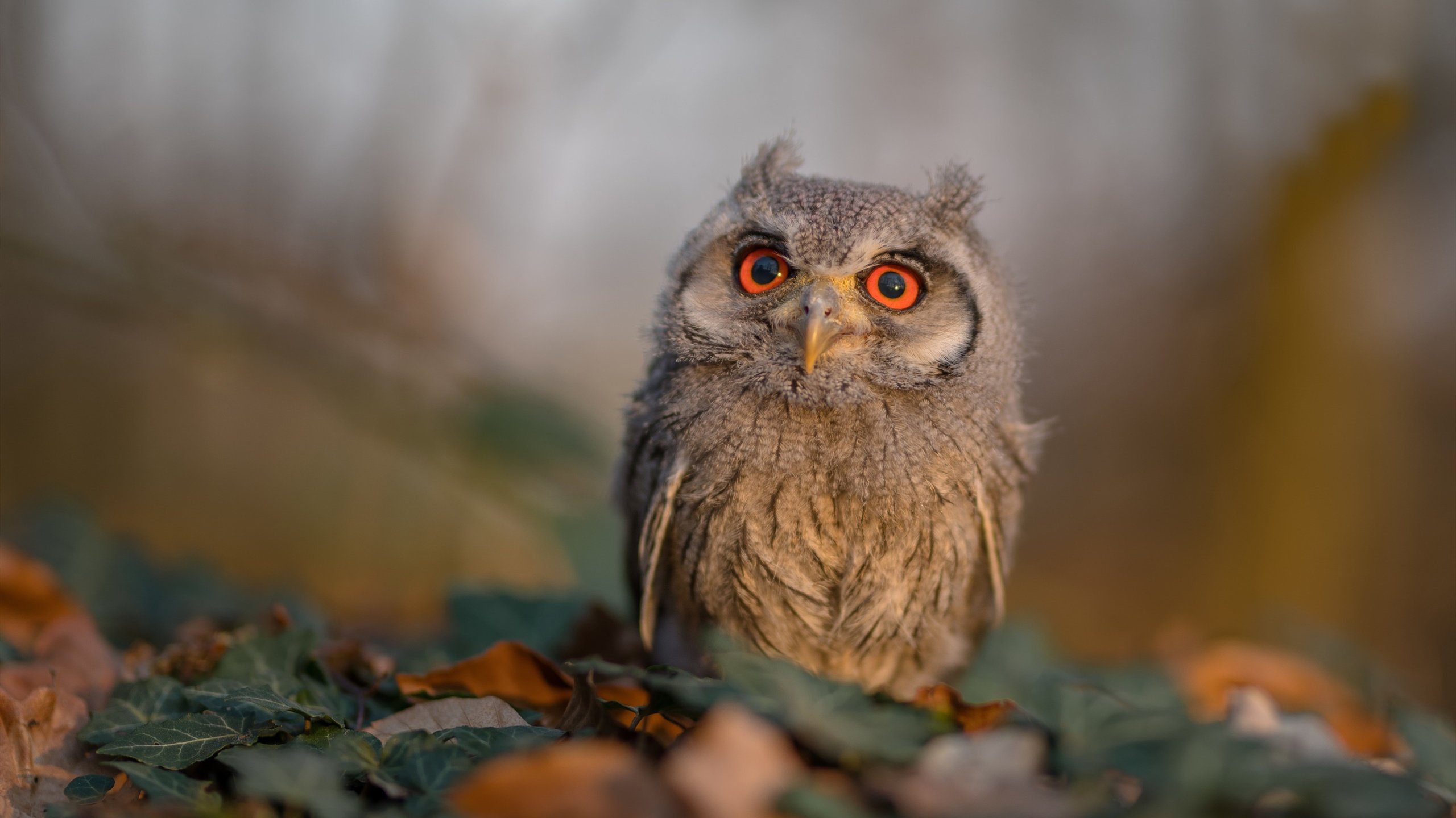 终场哨响前的超车，当福登的关键制胜照亮F1争冠之夜