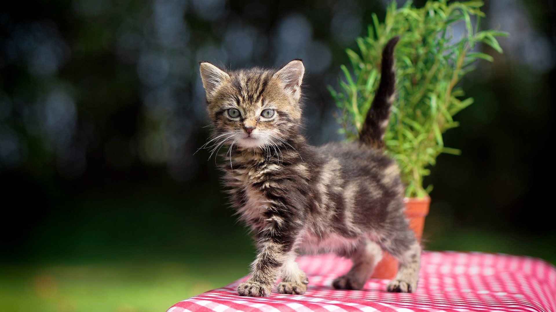 无声的引力中心，约基奇如何在喧嚣中定义绝对统治