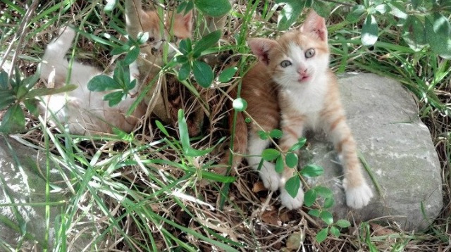 开云体育官网-杰伦格林完美发挥，凯尔特人冲垮开拓者迎大胜