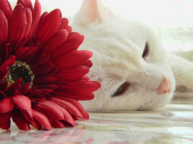 开云平台-以力证道，当锡安的铁翼划破北京老鹰的苍穹