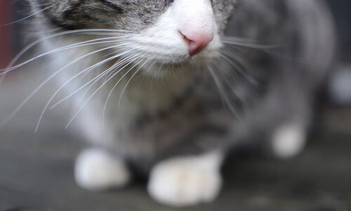 开云体育官方网站-意甲焦点战之夜，哈弗茨在圣西罗的华丽证明