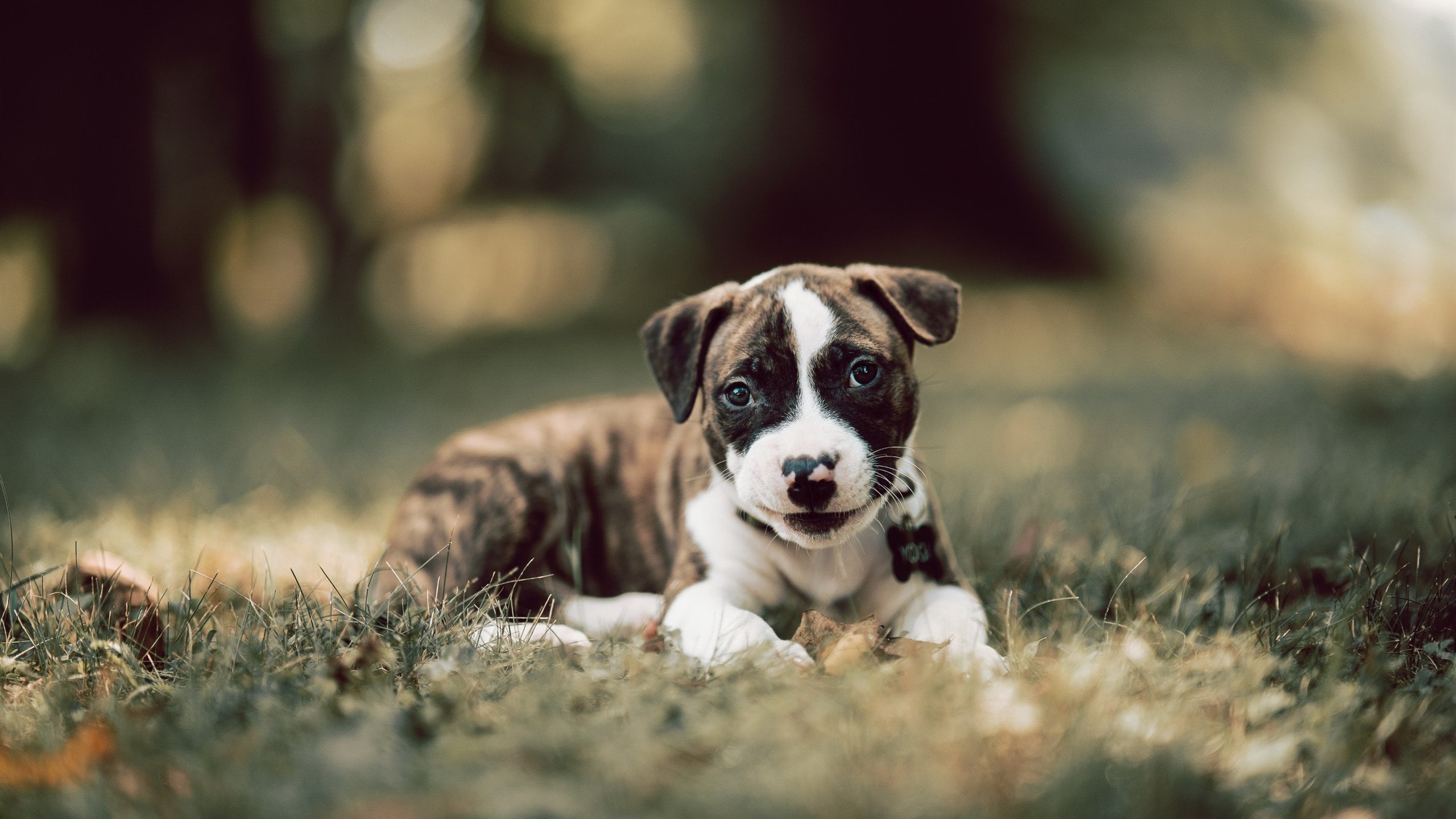 开云体育官方网站-惊天逆袭！吉林队抢七焦点战爆冷掀翻猛龙，谱写季后赛黑马传奇