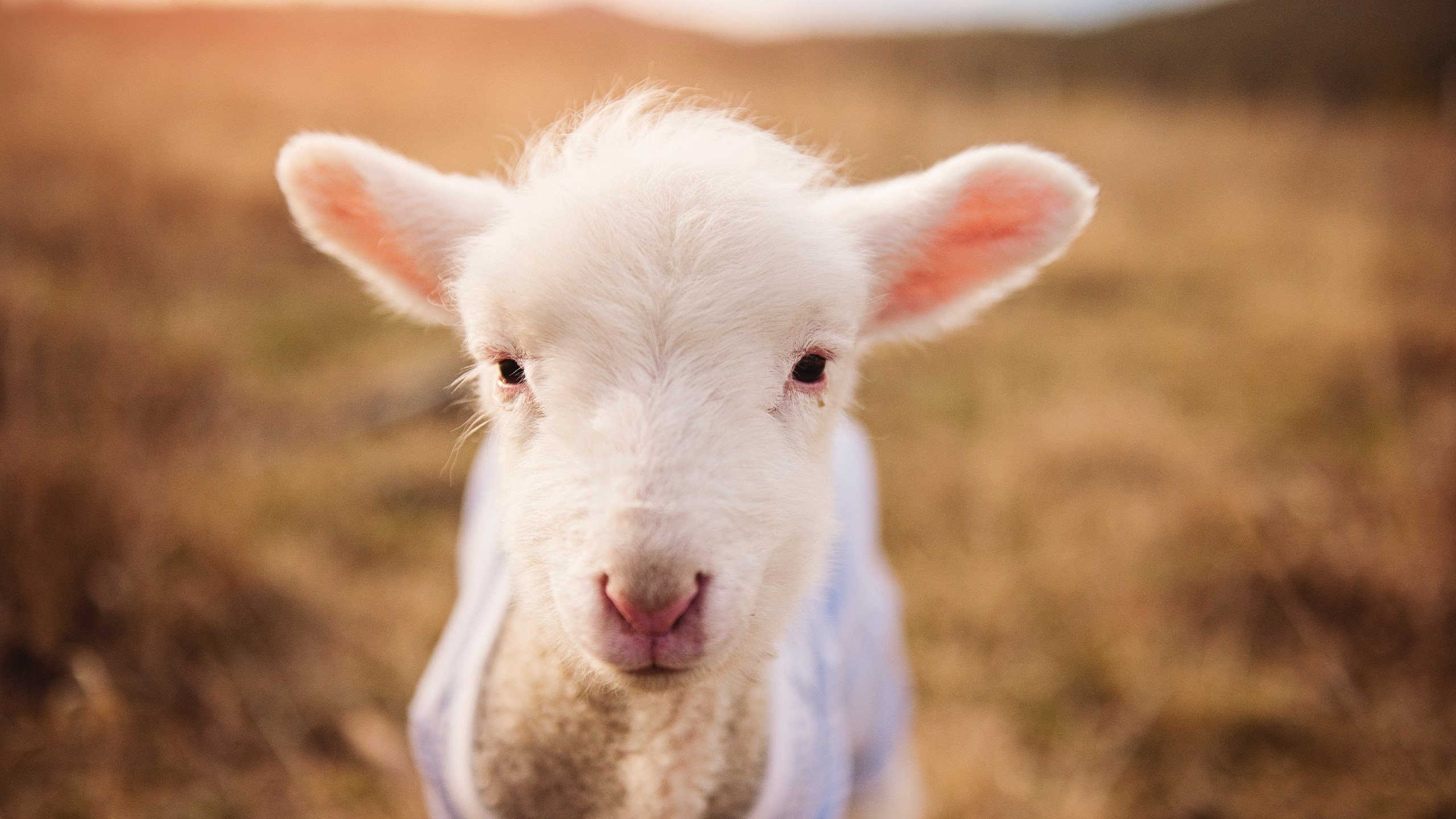 金玟哉领军告捷,乌克兰生死战力克希腊,足球之夜的激情与荣耀