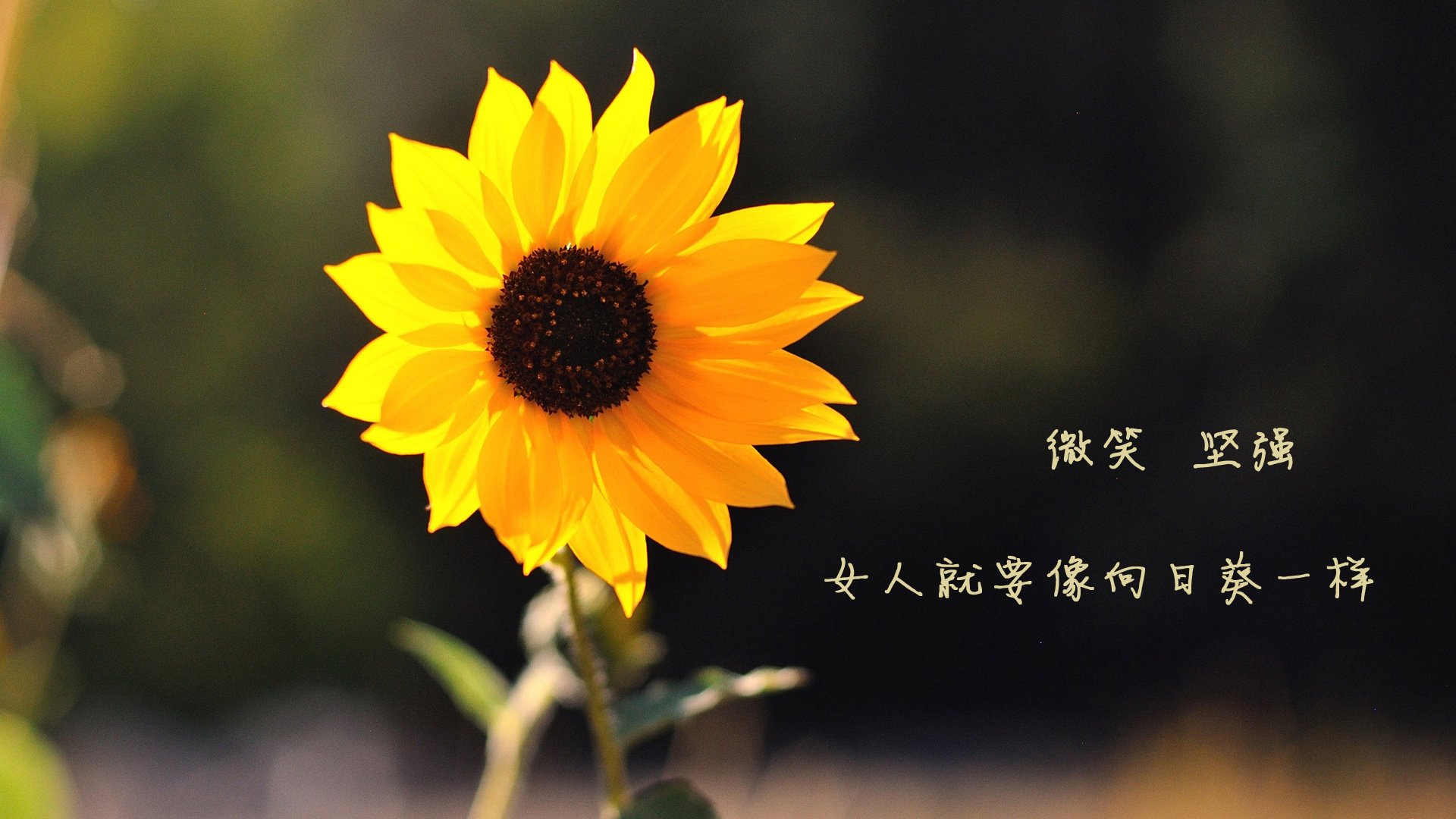 范弗利特狂轰43+14创纪录!新疆主场力克上海,外援统治力诠释胜利密码