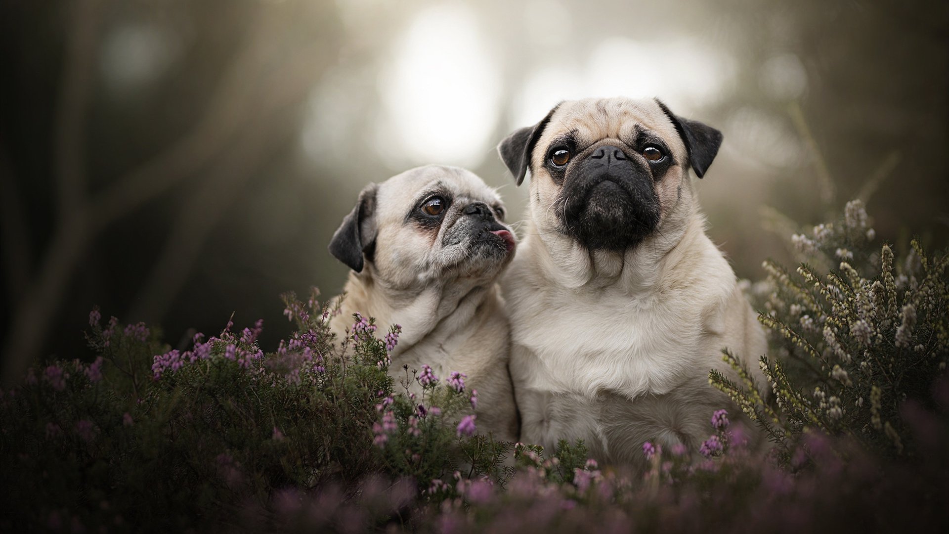戈麦斯末节爆发主宰赛场,毕尔巴鄂加时苦战力克拉齐奥
