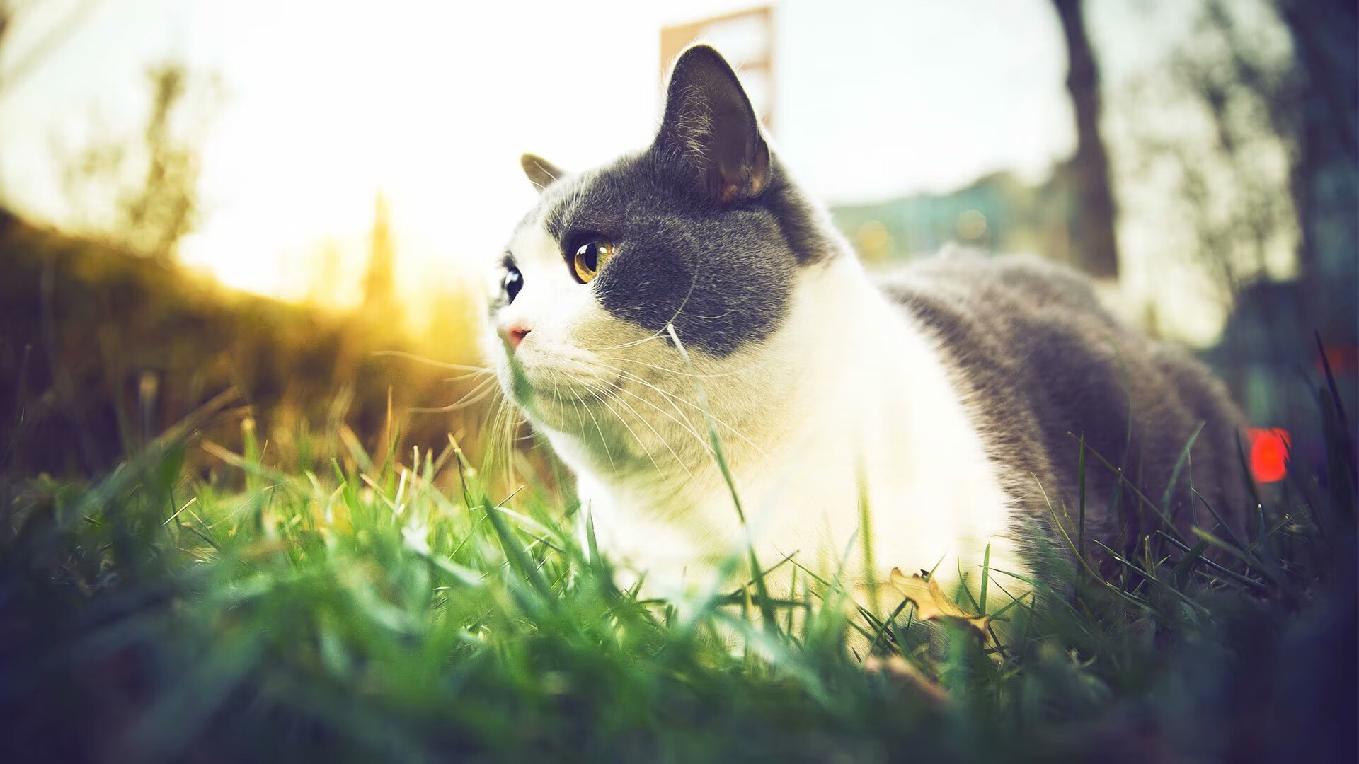 布伦森41分难救主!山西队用中国智慧带走森林狼