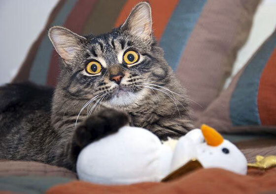 尼日利亚制霸亚特兰大，布鲁诺化身关键先生点燃胜利之光